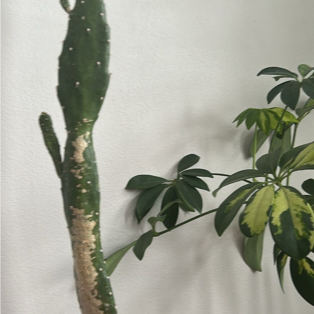 House plants cactus many year old